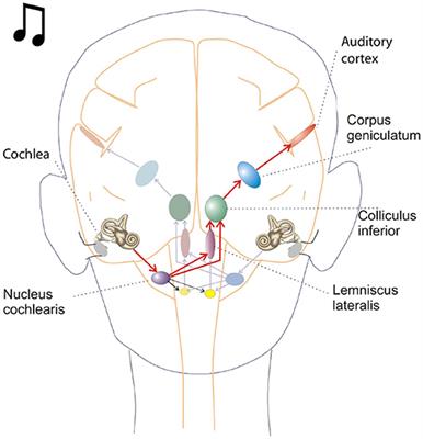 Role of Oscillations in Auditory Temporal Processing: A General Model for Temporal Processing of Sensory Information in the Brain?